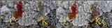 Pertusaria lactea image