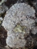 Pertusaria lactea image