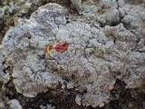 Pertusaria lactea image