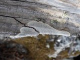 Pertusaria hemisphaerica image