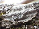 Pertusaria hemisphaerica image