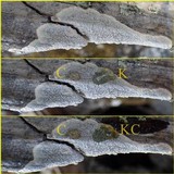 Pertusaria hemisphaerica image