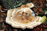 Laetiporus persicinus image