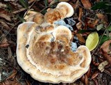 Laetiporus persicinus image