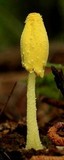 Leucocoprinus fragilissimus image