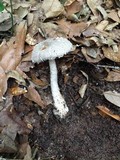 Amanita cinereoconia image