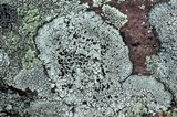 Buellia spuria image
