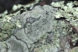 Buellia spuria image
