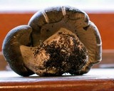 Megacollybia rodmani image