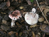 Hygrophorus russula image