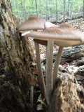 Hymenopellis furfuracea image