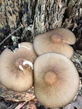 Hymenopellis furfuracea image