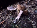 Cortinarius decipiens image