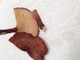 Polyporus brumalis image
