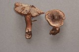 Cortinarius decipiens image