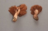 Cortinarius decipiens image