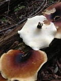 Royoporus badius image