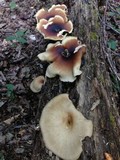 Royoporus badius image
