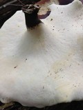 Royoporus badius image