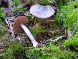 Cortinarius decipiens image