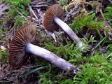 Cortinarius decipiens image