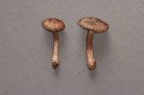 Cortinarius decipiens image