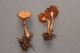 Cortinarius fulvescens image