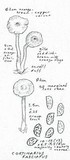 Cortinarius fulvescens image