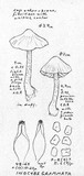 Inocybe grammata image