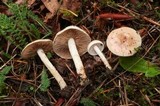 Hebeloma pusillum image