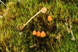 Galerina evelata image
