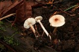 Lepiota cristata image