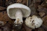 Tricholoma huronense image
