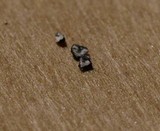 Dimelaena oreina image