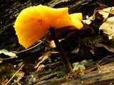 Xeromphalina tenuipes image
