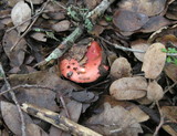 Russula cremoricolor image