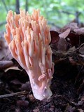 Ramaria formosa image