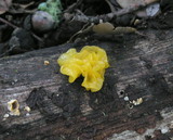 Naematelia aurantia image