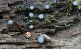 Helicogloea compressa image