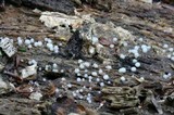 Helicogloea compressa image