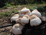 Pluteus petasatus image