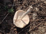 Pluteus petasatus image