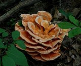 Laetiporus cincinnatus image
