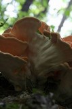 Laetiporus cincinnatus image