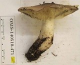 Tricholoma saponaceum image