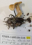 Clitocybe albirhiza image