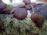Pachyella babingtonii image
