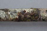 Pachyella babingtonii image