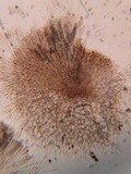 Pachyella babingtonii image