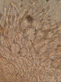 Pachyella babingtonii image